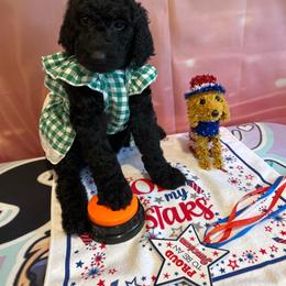 Geneva - Silver female Poodle puppy in Mobile, Alabama from Semmy’s Standard Poodle LLC