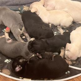 French Bulldog puppies from Willow Farm