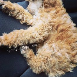 Poodle Puppies from QaeQae Pups