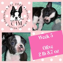 Olive - Black and white female Boston Terrier puppy in Jupiter, Florida from CJM Boston and Boxer Puppies
