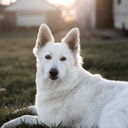 Flora - Berger Blanc Suisse