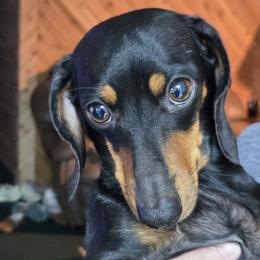 Angel - Dachshund