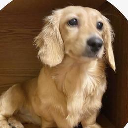 Bambi - Dachshund