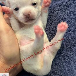 Polar Bear - White male Chihuahua puppy in Chino Valley, Arizona from Dachshund Family Love Breeders