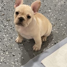 Bulldog and French Bulldog Puppies from Empire Bulldogs & French Bulldogs