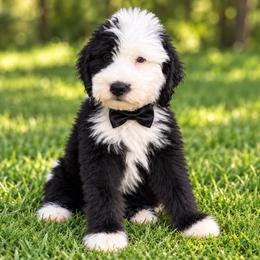 Black collar - Black and white male Sheepadoodle puppy in Mesa, Arizona from Desert Sheepies and Doodles