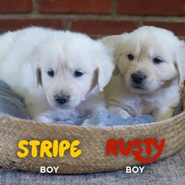Golden Retriever Puppies from Mae Valley Goldens
