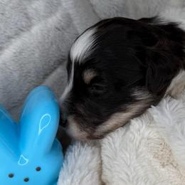Sony - Parti male Miniature Schnauzer puppy in Milmay, New Jersey from Butterleaf Farms