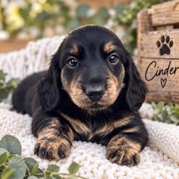 Cinder - Black and cream male Dachshund puppy in Rogue River, Oregon from Bear Feet Dachshunds
