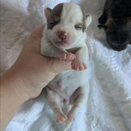Lillian - Chocolate and white female Chihuahua puppy in Amity, Pennsylvania from Baxters Chihuahuas