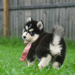 Ube - Black and white female Pomsky puppy in Trenton, Texas from Blissful Paws Pomskies