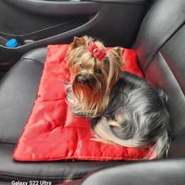 Garbo - Yorkshire Terrier