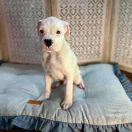 Boy 2 - White male Boxer puppy in Prestonsburg, Kentucky from Diamond Standard Boxers