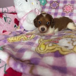 Chucky - Piebald male Dachshund puppy in Lake City, Florida from My Ditzy Doxies of Florida