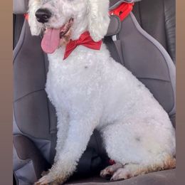 Spot - Poodle