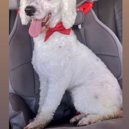 Spot - Poodle
