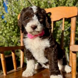 Evie - Sable female Bordoodle puppy in Mancos, Colorado from Mesa View Puppies