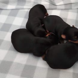 Yorkshire Terrier Puppies from Bayview Yorkies