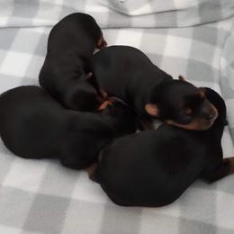Yorkshire Terrier Puppies from Bayview Yorkies