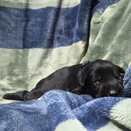 Bernard - Black male Giant Schnauzer puppy in Fraziers Bottom, West Virginia from Loyal Hearts Farm / RK's Dobermans