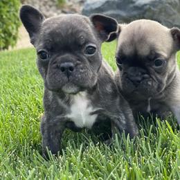 French Bulldog Puppies from Peek Frenchie Babies