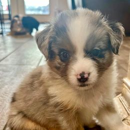Roz - Blue merle female Miniature American Shepherd puppy in Florseville, Texas from Ashber Farm