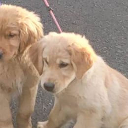 Boy 2 - Golden Retriever puppy in Washington from Green Valley Goldens