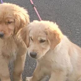 Boy 2 - Golden Retriever puppy in Washington from Green Valley Goldens