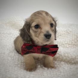 Loki - Cream male Dachshund puppy in Wylie, Texas from Lawson's Kennel