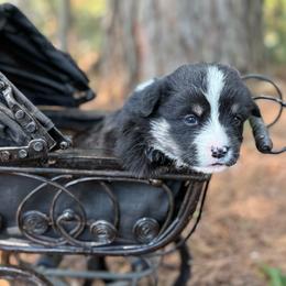 Full Tail - Black and white female American Corgi puppy in Nashville, Arkansas from Whisenhunt Farms