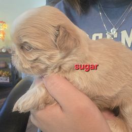 Sugar - Gold and white female Shih Tzu puppy in Green Valley Lake, California from All American Shih Tzu Puppies