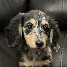 Dachshunds from Flores956Dachshunds