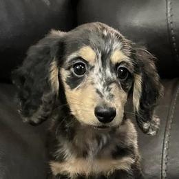 Dachshunds from Flores956Dachshunds