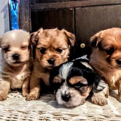 Shorkies from Tamela Pittman