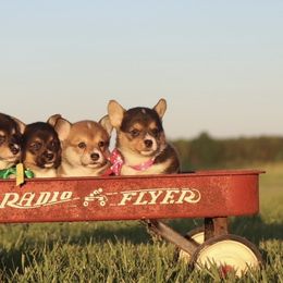 Pembroke Welsh Corgi puppies from Flat town corgis