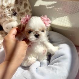 Dolly - White female Shih Tzu puppy in Frederick, Maryland from Shih Tzu Puppy in Maryland