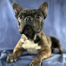 Wendell - French Bulldog