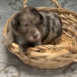 Buzz - Chocolate merle male Bernedoodle puppy in Williston, Florida from Tera Caldwell