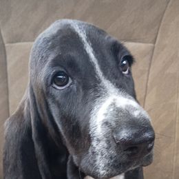 Shiloh - Black and white female Basset Hound puppy in Imler, Pennsylvania from Stacey's Basset Hounds