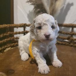 Yellow Collar Lilly - Cream female Goldendoodle puppy in Bristol, Tennessee from 4goldendoodles