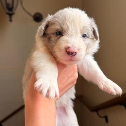 Duke - Slate merle male Border Collie puppy in Ripley, Oklahoma from Adventure5 Border Collies