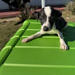 Italian Greyhound Puppies from WAHLTOWAHLIGGYS