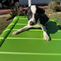 Italian Greyhound Puppies from WAHLTOWAHLIGGYS