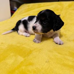 Derek - Piebald male Dachshund puppy in Avinger, Texas from Lone Star Longhair Dachshunds