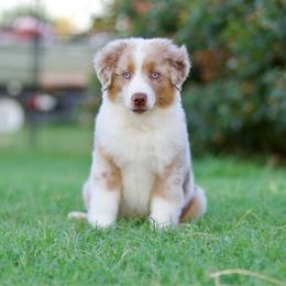 Country - Red merle male Miniature American Shepherd puppy in Stephenville, Texas from Diamond H Aussies