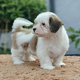 Cavachon, Cavalier King Charles Spaniel, Cavapoo, and Havanese Puppies from Peaks Pups & Cavachon Love Chocolate Cavaliers, Cavaliers, Cavachon’s, Cavapoos & Havanese