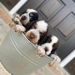 English Springer Spaniel Puppies from Southbend Springers