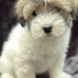 Cotons de Tulear from Nosey Bee Cotons