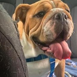 Bulldogs from Precious Paws Bulldogs