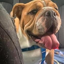 Bulldogs from Precious Paws Bulldogs